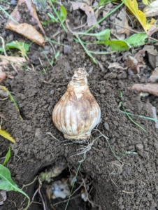 This is a daffodil bulb. Daffodil bulbs are round in shape with a pointed tip which is where the shoot will appear. Look closely and see the small roots on the underside of the bulb. Daffodil bulbs are usually around two to three inches in diameter. All bulbs should be stored in a cool, dry, dark place until they are planted. These bulbs are in good condition and ready to plant.