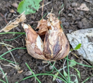 Sometimes, daffodil bulbs may divide and produce bulblets. This bulb has one bulblet on its side. Some bulbs could produce two or even three bulblets.