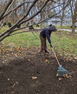 After all the bulbs in the area are placed into their designated holes, Brian backfills with a soft rake.