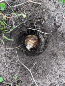 Here is one bulb in its hole several inches deep.