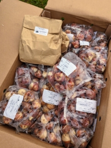 We were so excited to receive all these bulbs from The Flower Hat. We received a great variety of different tulip bulbs, all in excellent condition. All tulips are planted in the fall and bloom in the spring. They grow best in zones 3 to 8 where they can get eight to 12 weeks of cold temperatures while under the soil.
