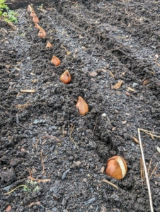 These tulip bulbs look so healthy. Any kind of bulb should be firm and free of soft spots or visible rot. Check for signs of disease, cracking or other damage, which may cause the bulb to rot in the ground. The brown tunic, or outer skin protects each bulb's bottom or basil plate. One can peel it off, or plant as is.