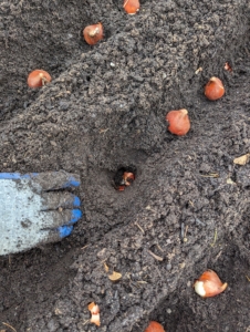 Here is the bulb in the soil. Phurba plants all the bulbs before backfilling, so he can keep track of the planted holes and rows.