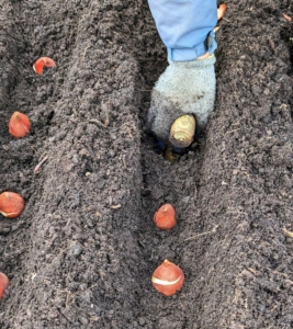 Once all the bulbs are in their designated rows, Phurba follows behind and pushes the dibber into the soil making a hole where the bulb will be planted.