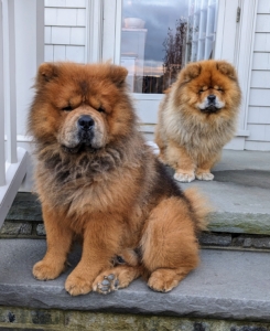 My beautiful Chow Chows, Emperor Han and Empress Qin, watched all the activity from the steps of my kitchen - and hoping for a crumb of crust to fall their way.