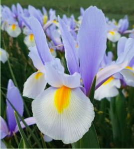 Among the varieties I selected for planting - Iris 'Silvery Sky.' This has beautiful periwinkle-blue standards and blue-tinged, white falls with yellow blotches. (Photo from VanEngelen.com)