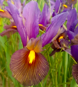 Another interesting Dutch iris is 'Eye of the Tiger' with its violet-blue standards and dark mahogany-bronze falls with yellow blotches. (Photo from VanEngelen.com)
