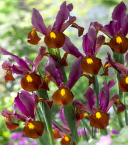 And this one is 'Red Ember' - a more dramatic iris with bold purple-red standards and copper-terracotta falls accented with yellow blotches. (Photo from VanEngelen.com)
