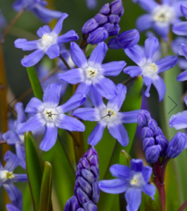 And this is Chionodoxa sardensis, which has multiple star-shaped, six-petaled clustered bright blue flowers with small white centers atop dark stems. This variety was discovered circa 1883 from an area around Turkey. (Photo from vanengelen.com)