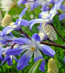 This is Chionodoxa forbesii. Commonly known as Glory of the Snow, this Chionodoxa has up to 12 star-shaped, six-petaled clustered rich blue flowers with bright white central zones atop dark stems with narrow foliage. (Photo from vanengelen.com)