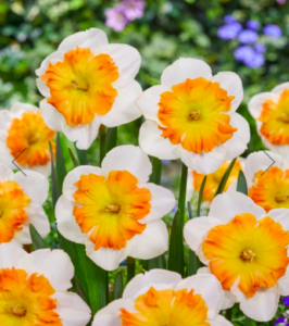 I plant all different kinds of daffodils from crisp white to bright yellow. This is Narcissus 'Zinzi.' This daffodil has a snow-white perianth framing a flat, irregularly split, golden-yellow corona edged in pinkish-apricot. (Photo courtesy of vanengelen.com)