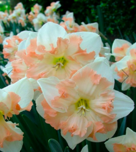 Narcissus 'Edinburgh' is has a four inch-wide, greenish-white perianth and a big yellow split corona with a frilled, wavy orange-pink rim. (Photo courtesy of vanengelen.com)