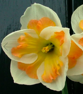 This year, I also added Narcissus 'Pink Wonder' - this flower features three ivory petals overlaid with gently frilled, split corona petals that subtly blend from apricot-pink to golden-apricot with a striking chartreuse-yellow center. (Photo courtesy of vanengelen.com)
