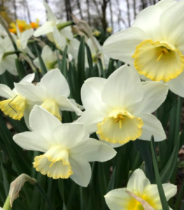 Narcissus 'Frosty Snow' opens sparkling snow-white with a flanged, cup-shaped, lemon-yellow crown that matures to white with a yellow rim. (Photo courtesy of vanengelen.com)