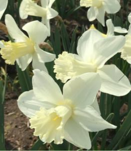 And Narcissus 'Watch Up' has sweetly scented, upward-facing blooms with large, four and a half inch-wide, greenish-white flowers and funnel-shaped trumpets that open yellow and mature to white. All these varieties will blend in so nicely with the existing ones. (Photo courtesy of vanengelen.com)