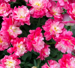 And this one is 'Double Sugar' - with pink petals and a round, white center. (Photo courtesy of theflowerhat.com)