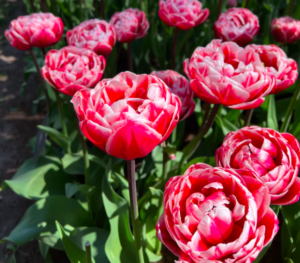 This big red and white peony-like tulip is called 'Drumline.' (Photo courtesy of theflowerhat.com)