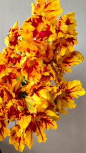 'Flaming Parrot' has bright buttercup-yellow blooms with red flames. It is among the most popular for cut-flower arrangements. (Photo courtesy of theflowerhat.com)