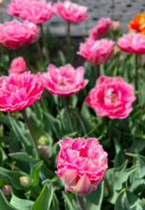 This gorgeous double tulip is 'Sugar Crystal.' It has huge, feathery blooms with many layers of frilly petals in shades of silvery baby pink. (Photo courtesy of theflowerhat.com)