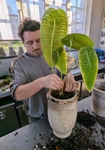 Before moving them to the Winter House, I wanted several of the plants repotted. Here is Ryan repotting a beautiful Anthurium. Anthurium is a genus of about 1,000 species of flowering plants, the largest genus of the arum family, Araceae. Other common names include tailflower, flamingo flower, and laceleaf.