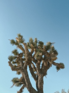 Here is a photo of the Joshua Tree, taken on Thanksgiving Day afternoon.