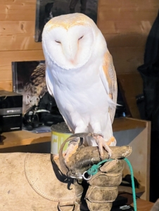 Steven introduced Judy and her family to a few raptors, such as this barn owl. Barn owls are crepuscular hunters - meaning they prefer to hunt at dawn and dusk, when they have the best chance of finding prey and not having to compete with other species for it.