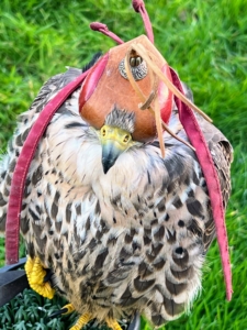 And here is a hooded falcon. Hooding is a technique used to calm and control a raptor. Anything a raptor cannot see, they do not fear. Hoods are used to help get the birds accustomed to humans positively.