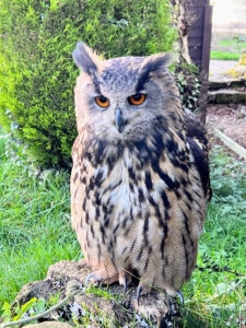 Here is a long-eared owl - a medium-sized owl with long, feathered ears. It is often found in woodland areas where it feeds mainly on small mammals such as voles and mice.