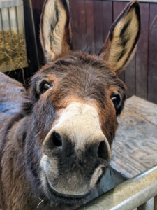 Inside, Rufus is always one of the first to greet visitors when they stop at his stall. Donkeys are naturally friendly, social, and quite curious.