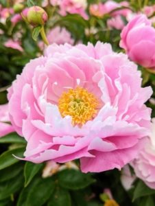 The peony is any plant in the genus Paeonia, the only genus in the family Paeoniaceae. They are native to Asia, Europe, and Western North America. Peonies are one of the best-known and most dearly loved perennials – not surprising considering their beauty, trouble-free nature, and longevity.