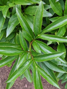 The leaves of herbaceous peonies are pointed with a shiny, deep green color.