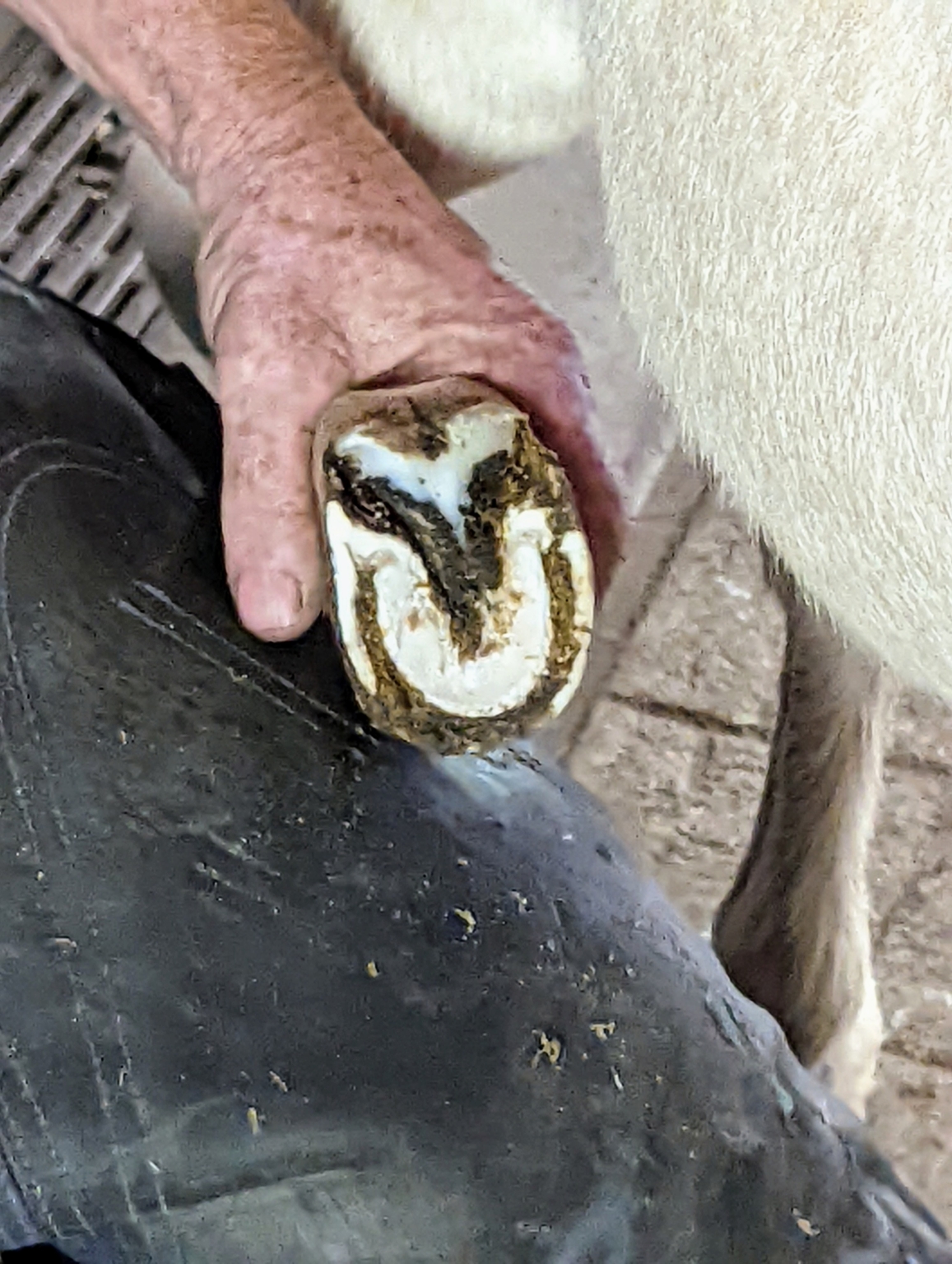 Caring for My Donkeys' Hooves The Martha Stewart Blog