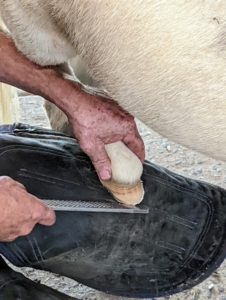 Marc also files the front and then feels all around the hoof to make sure there are no rough edges.