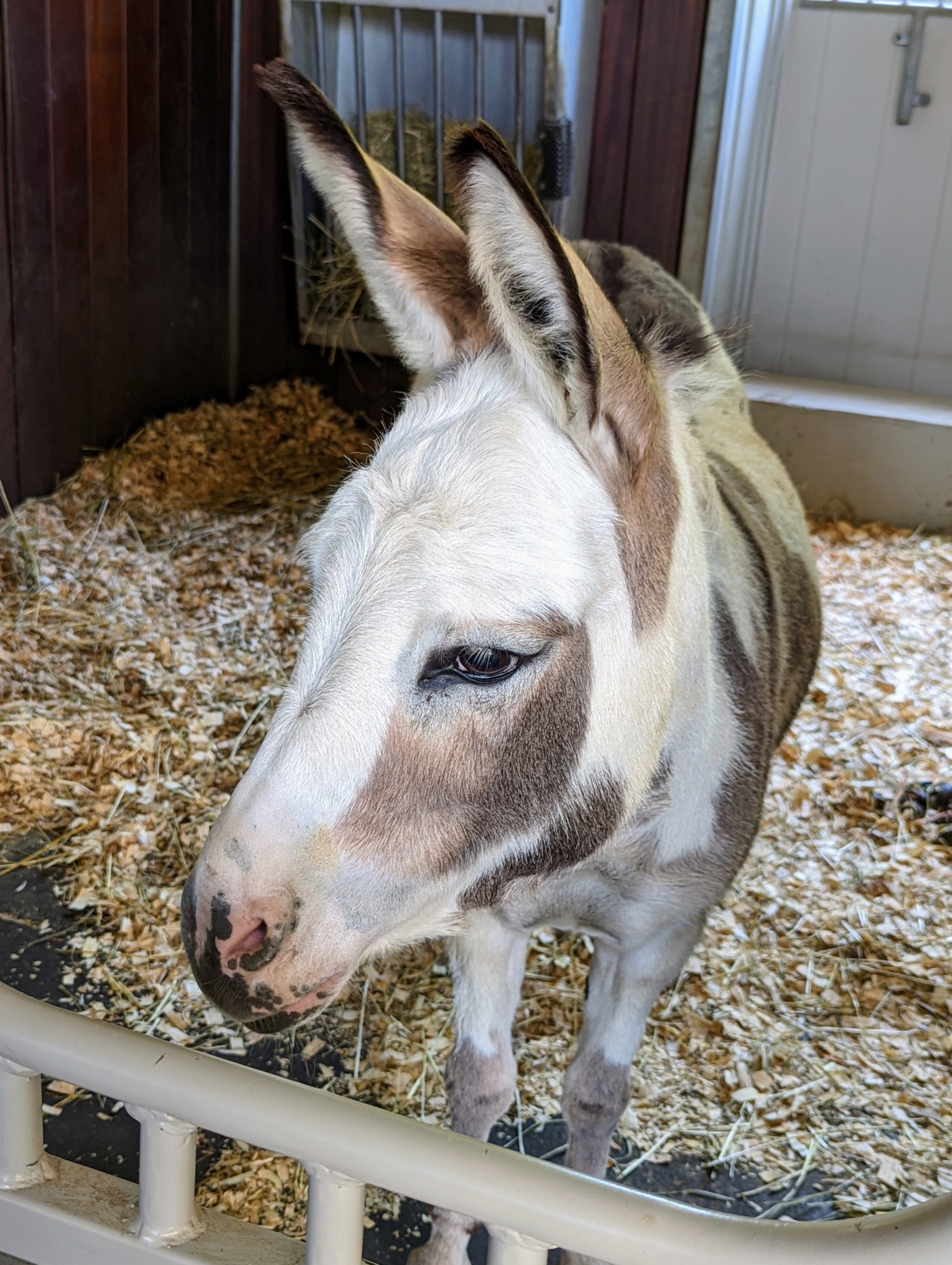 Caring for My Donkeys' Hooves The Martha Stewart Blog