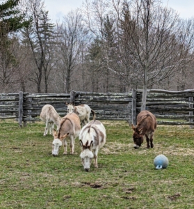I have five miniature Sicilian donkeys - Clive, Truman "TJ" Junior, Billie, Jude "JJ" Junior, and Rufus. Every day, during my tour around the property, I always stop in to see them in their paddock.