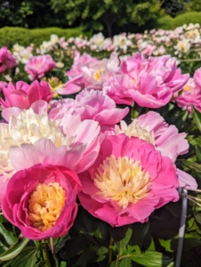 And if you follow my blog, you probably know my giant herbaceous peony garden where I grow hundreds of beautiful pink, blush, cream, and white peonies. I knew I wanted my cutting garden to also have gorgeous peonies.