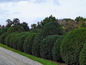I love boxwood, Buxus, and have hundreds of shrubs growing on my property. I use boxwood in borders and hedges, as privacy screens, as accent plants in my formal gardens, and of course in the long allée to my stable. Just before it gets really cold, my outdoor grounds crew begins the process of covering all the boxwood with burlap to protect them from the winter elements.
