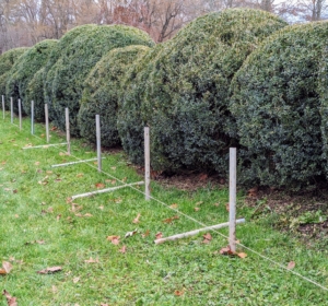 To start, ground pipes are installed every four feet along the allée. These hollow pipes will anchor the supports. My long Boxwood Allée extends from the east paddocks and the woodland carriage road to the stone stable. It has developed beautifully over the years, growing larger every season.