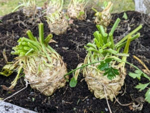 Among them, celeriac - also known as celery root, knob celery, and turnip-rooted celery. It is a variety of celery; however, while celery is grown for its succulent stalk and foliage, celeriac is cultivated for its edible and bulbous stem or hypocotyl, and shoots.