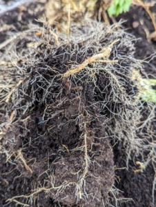 Celeriac has many small roots, so it is sometimes hard to pull from the ground.
