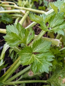 The leaves of celeriac are also edible and can be chopped finely and used as a garnish or to flavor soups and stocks.