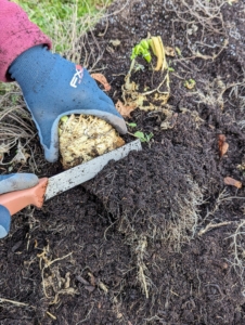 Once harvested, Ryan cuts off the stringy roots from the bottom of the celeriac ball.