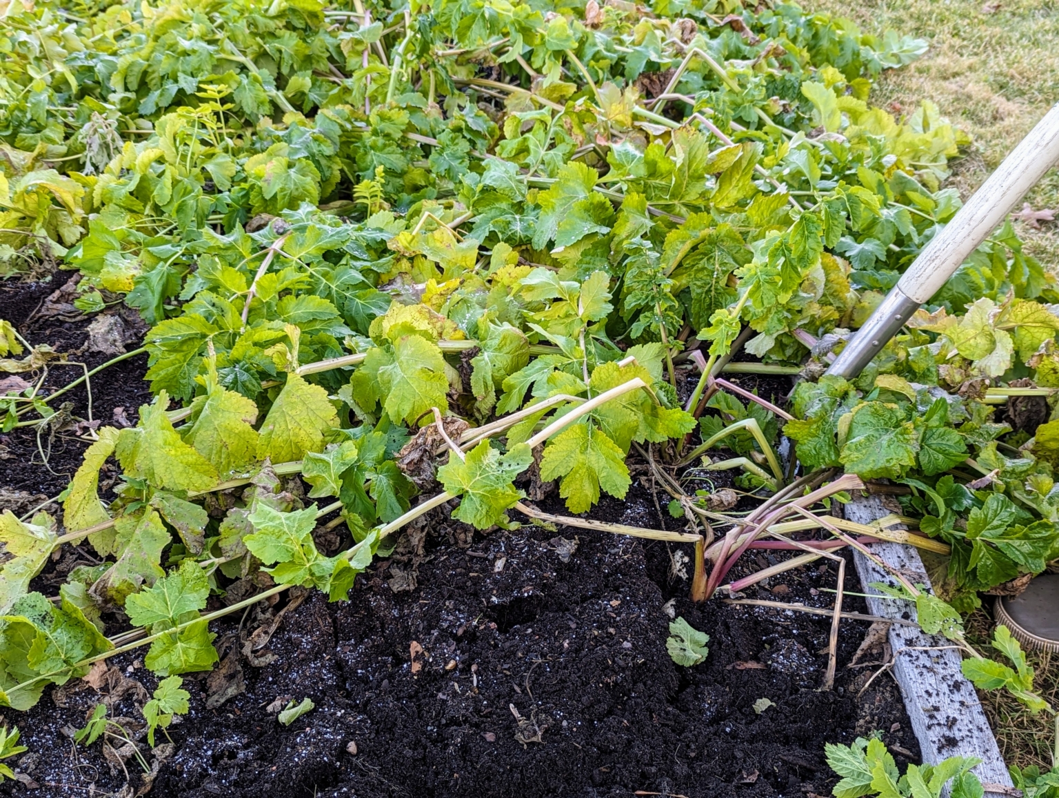 Stringy Roots Harvesting Parsnips and Celeriac - The Martha Stewart Blog
