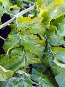 Parsnips have broad, hairless, ovate, compound pinnate leaves, up to six inches in length. These leaves and the stems can also be eaten or used to flavor soups and stews.