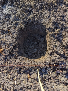 Each hole is dug in moist soil that is deep enough to accommodate the entire bare root division.
