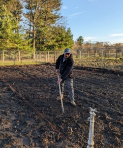 Lastly, Byron rakes over the row of planted peonies so it is neat and tidy. Hopefully all these plants will be bursting with color next May. When properly planted and cared for, these fragrant specimens can live for 100 years or even more.