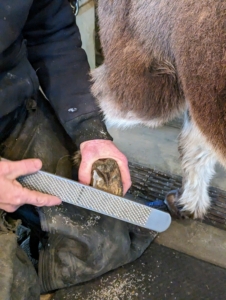 The next step is to clean up any rough edges around the hoof. Marc does this with a filing tool called a rasp. Rasps are made of high carbon steel and chrome.