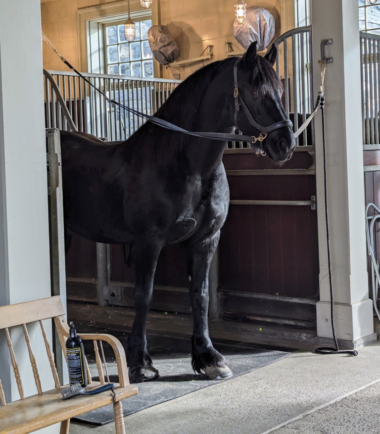 Martha Stewart's Horse
