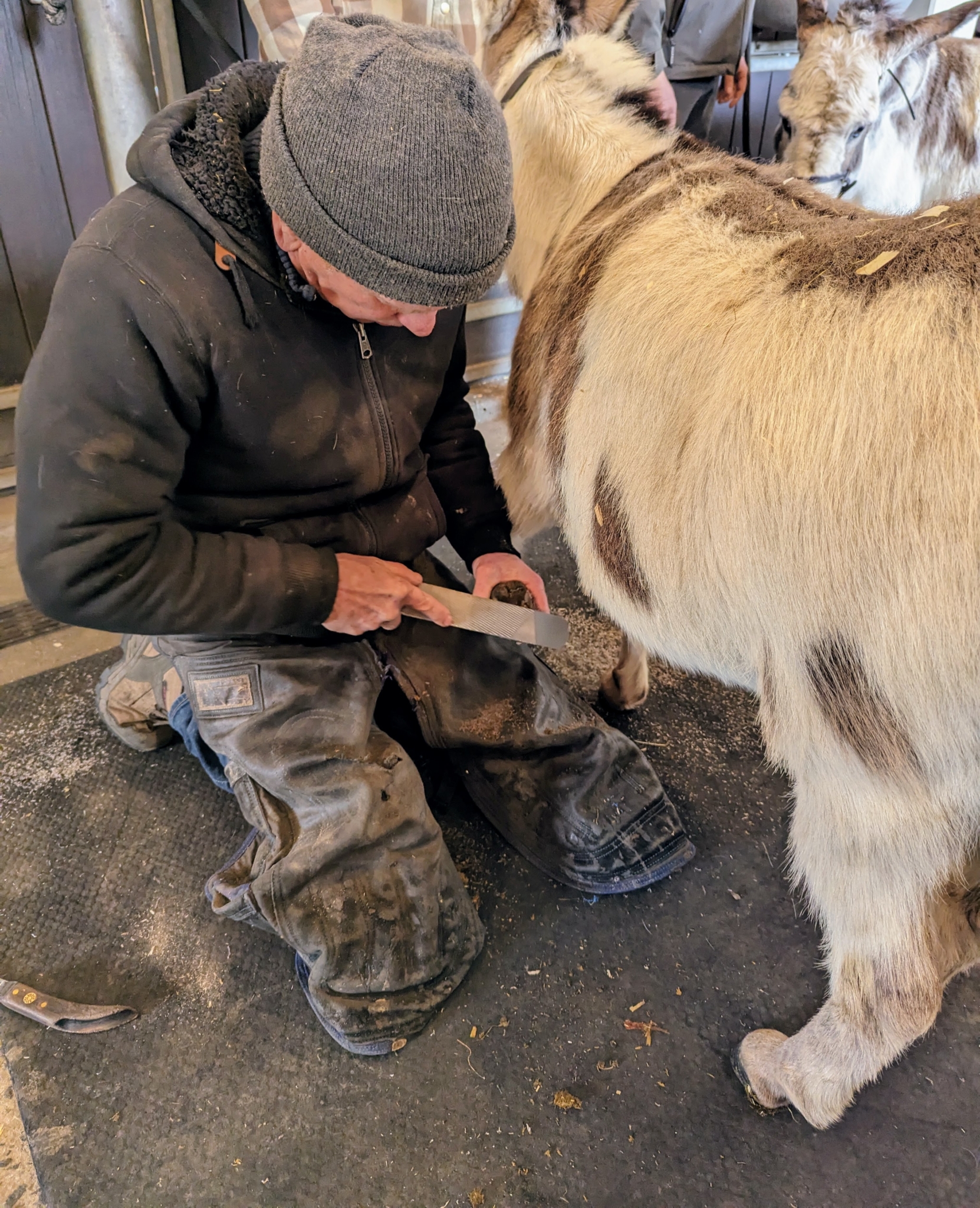Caring For My Donkeys Hooves The Martha Stewart Blog