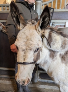 Most of the time, donkeys are calm, intelligent, and have a natural inclination to like people. Donkeys show less obvious signs of fear than horses.